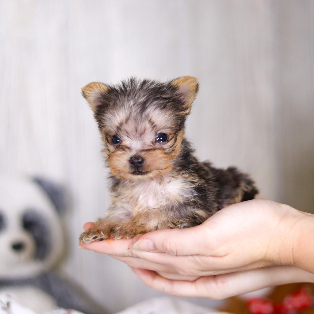 Onyx - Available 3/26