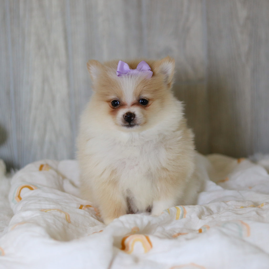 Willa - Available Now