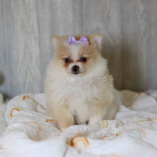 Willa - Available Now