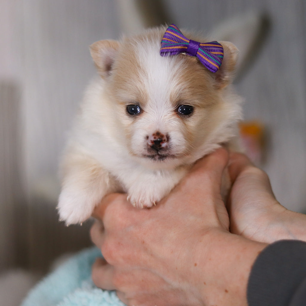 Willa - Available Now
