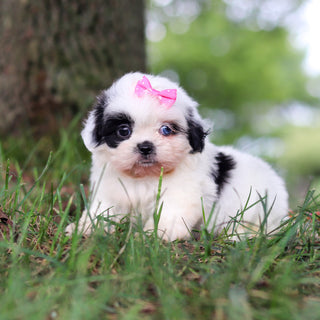 Cammie - Available 9/24