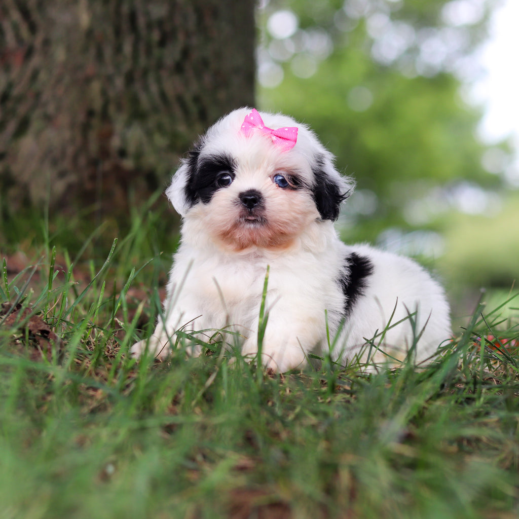 Cammie - Available 9/24