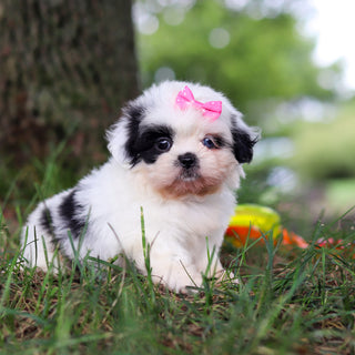 Cammie - Available 9/24