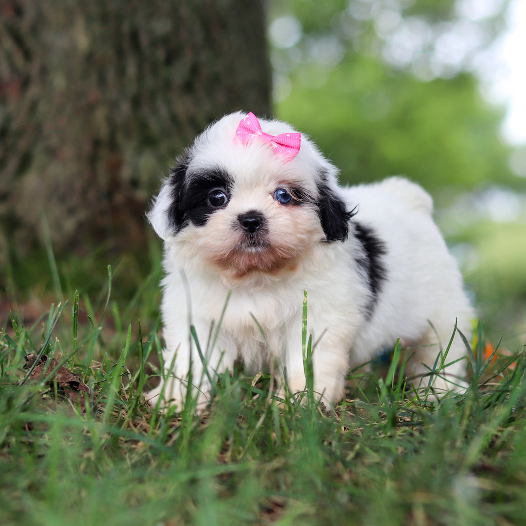 Cammie - Available 9/24