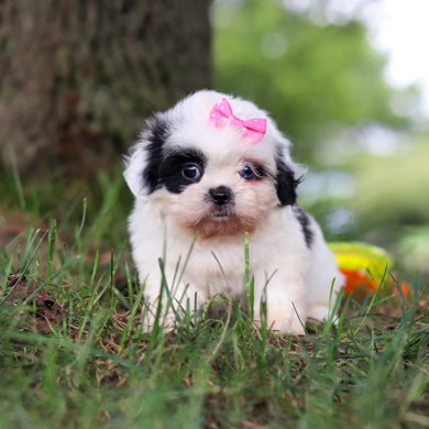Cammie - Available 9/24