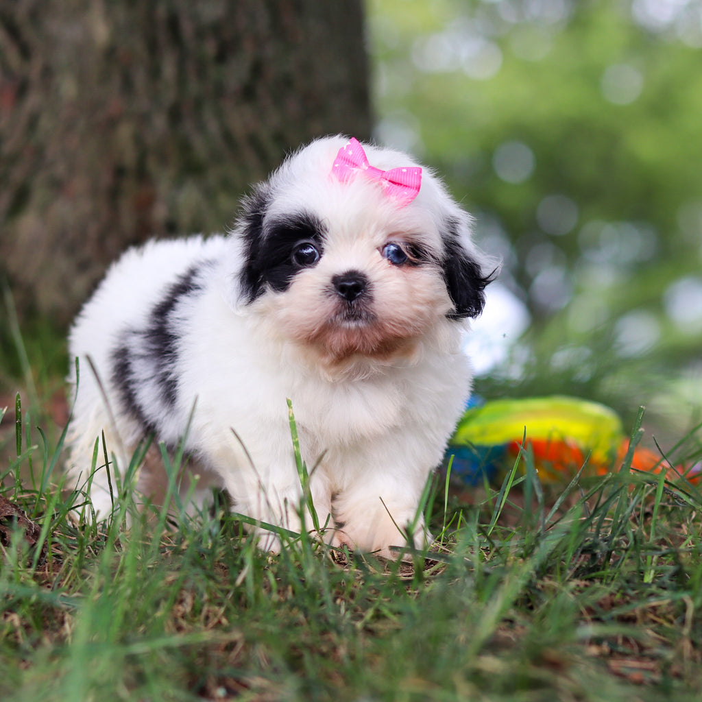 Cammie - Available 9/24