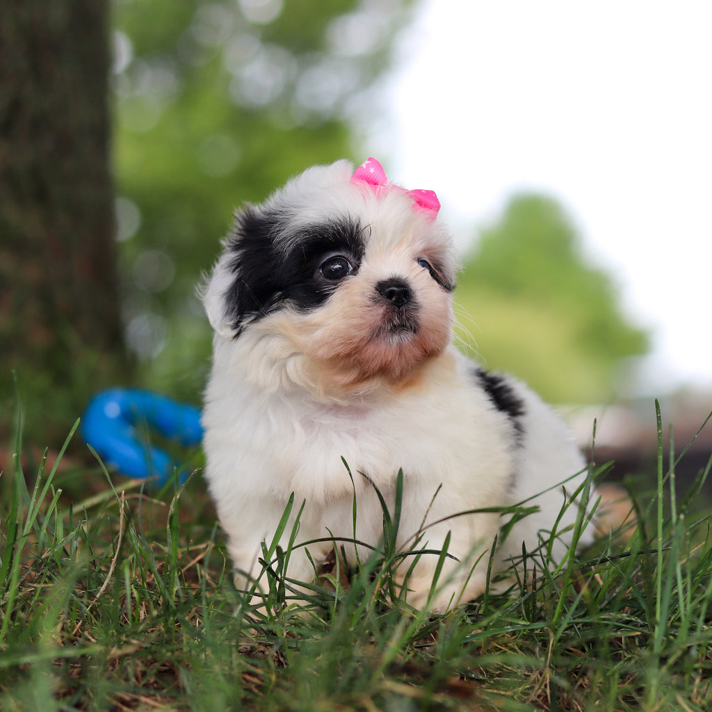 Cammie - Available 9/24