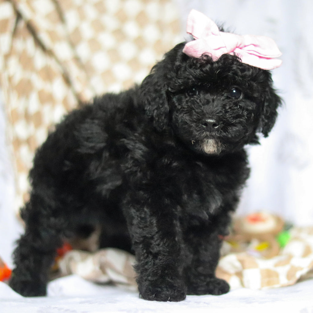 Rosie - Available 5/21