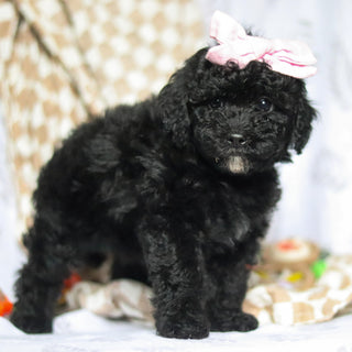 Rosie - Available 5/21