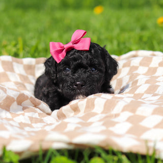 Rosie - Available 5/21