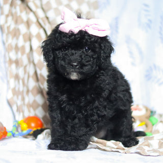 Rosie - Available 5/21