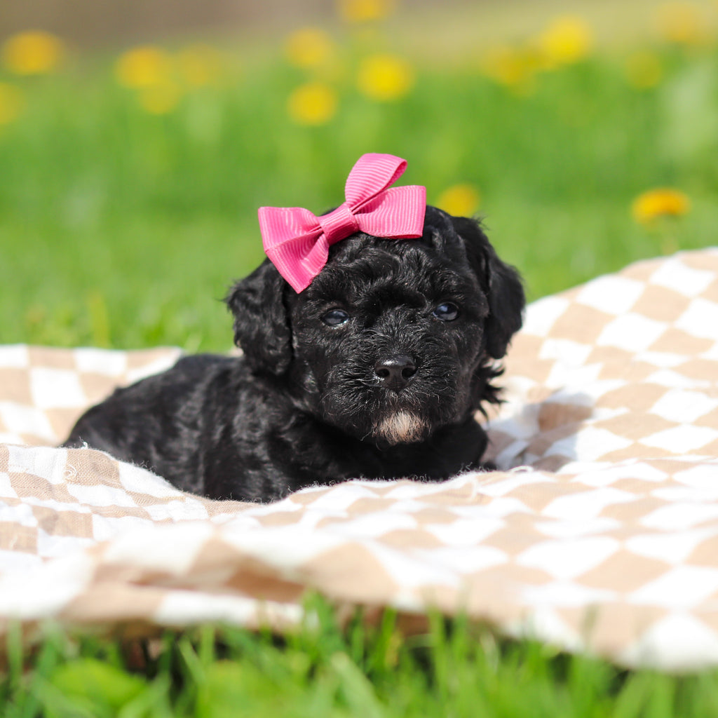 Rosie - Available 5/21