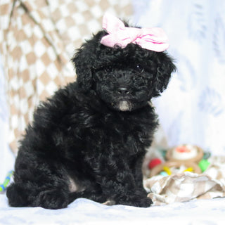 Rosie - Available 5/21