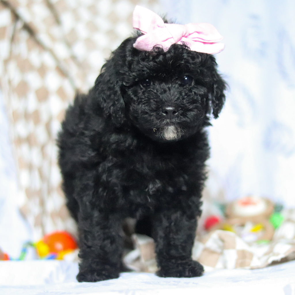 Rosie - Available 5/21