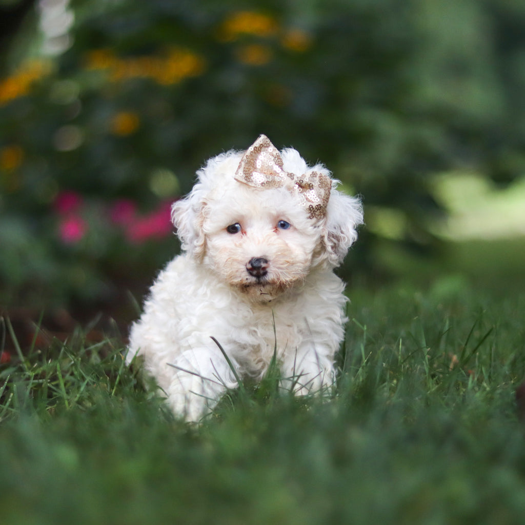 Chloe - Available 8/27