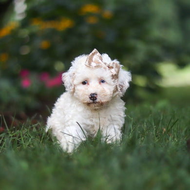 Chloe - Available 8/27