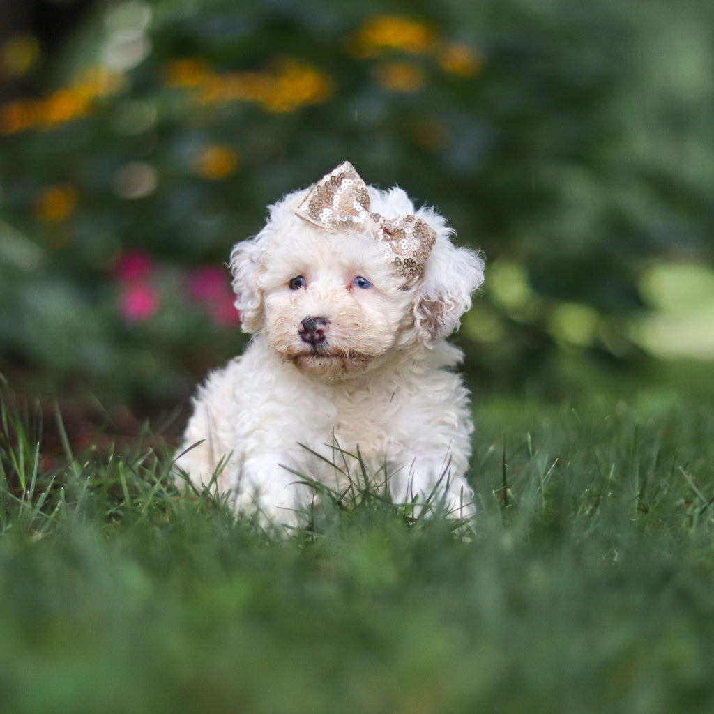Chloe - Available 8/27