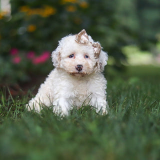 Chloe - Available 8/27