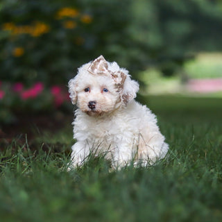 Chloe - Available 8/27