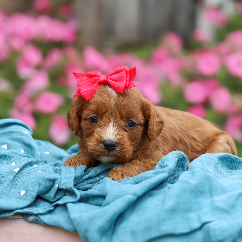 Millie - Available 10/29