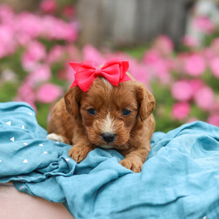Millie - Available 10/29