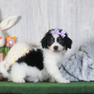 Bonnie - Available 4/16