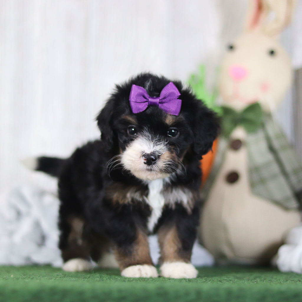 Bellini - Available 4/16