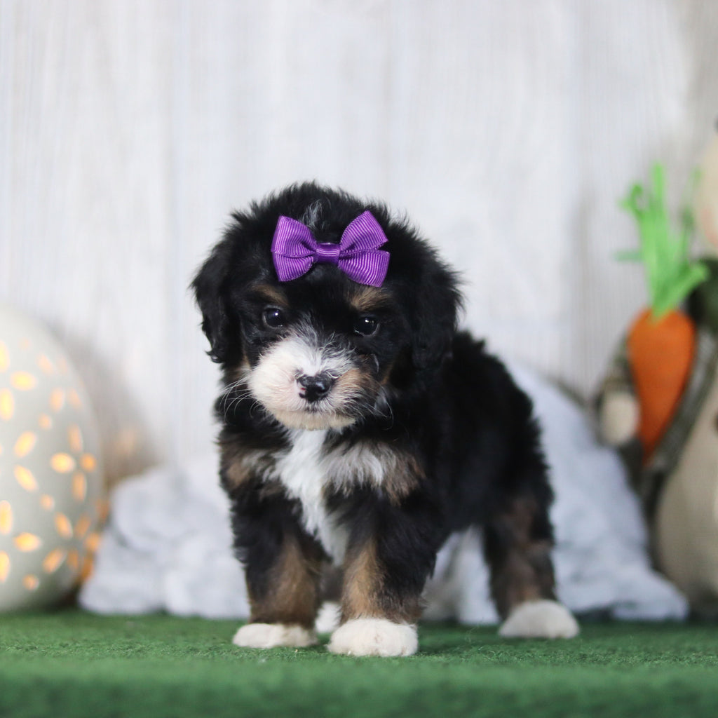 Bellini - Available 4/16