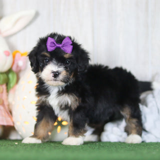 Bellini - Available 4/16