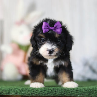 Bellini - Available 4/16