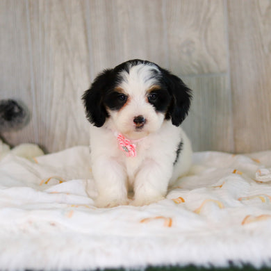 Cammie - Available 5/7