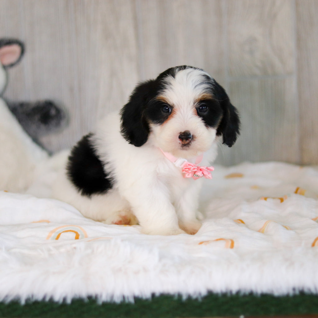 Cammie - Available Now