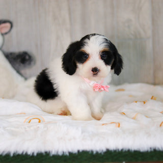 Cammie - Available Now