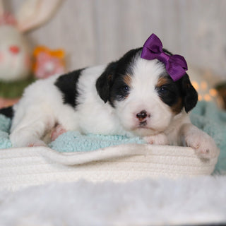 Cammie - Available 5/7