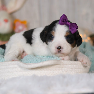 Cammie - Available 5/7