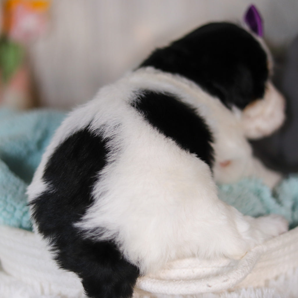 Cammie - Available 5/7