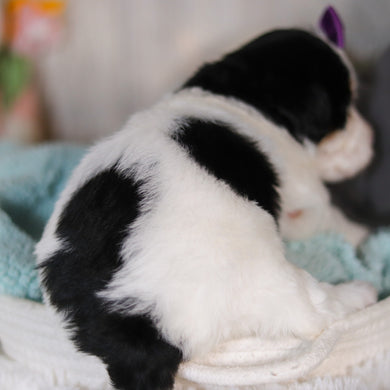 Cammie - Available 5/7