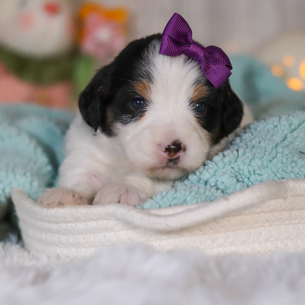 Cammie - Available 5/7