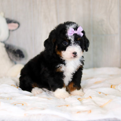 Callie - Available 5/7