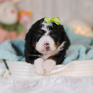 Callie - Available 5/7