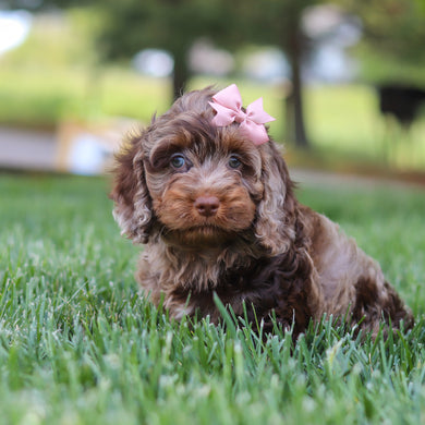 Milly - Available 5/14
