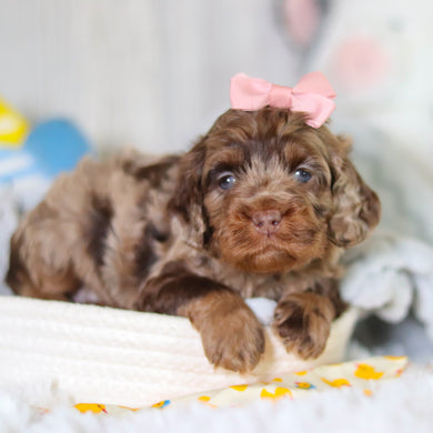 Milly - Available 5/14