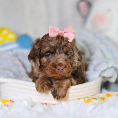 Milly - Available 5/14