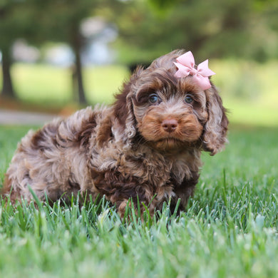 Milly - Available 5/14