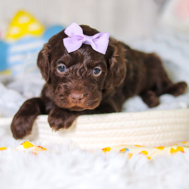 Margot - Available 5/14