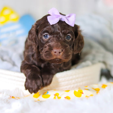 Margot - Available 5/14