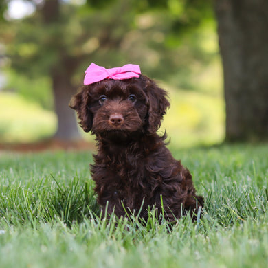 Margot - Available 5/14
