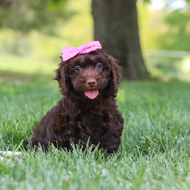 Margot - Available 5/14