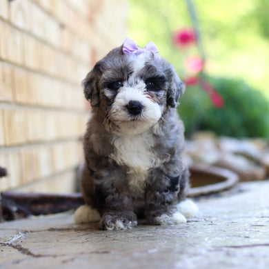 Buttercup - Available 6/5