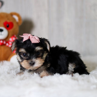 Cosette - Available 6/5
